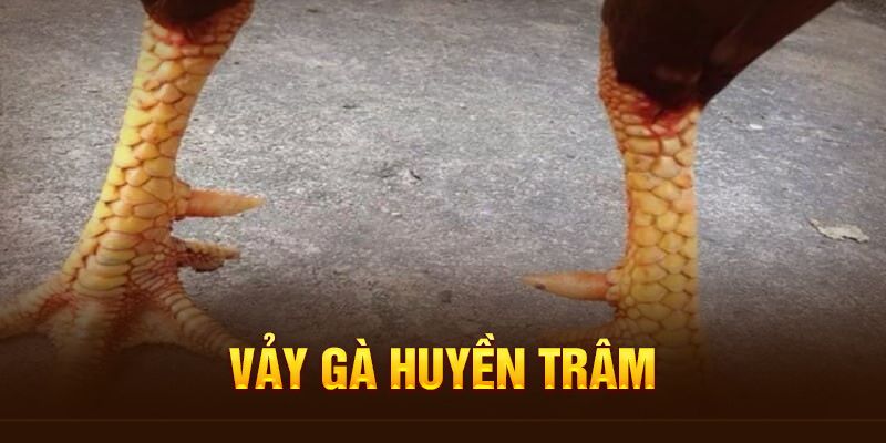 Giải mã vảy gà huyền trâm