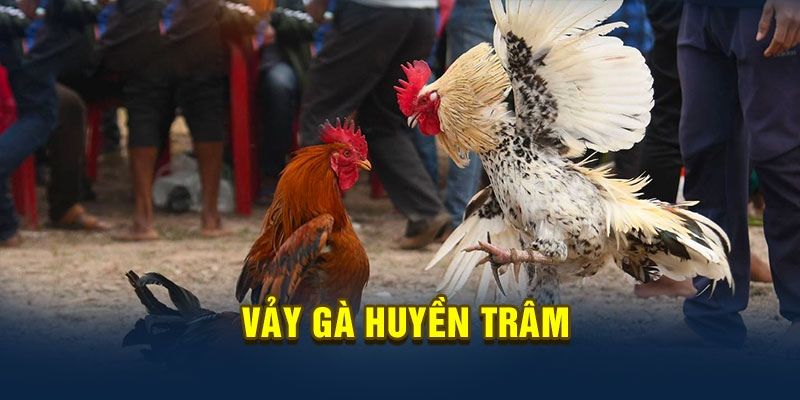 Vảy Gà Huyền Trâm - Cùng MU88 Khám Phá Cách Nhận Dạng