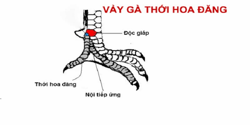 Vảy gà thới hoa đăng là loại vảy quý hiếm